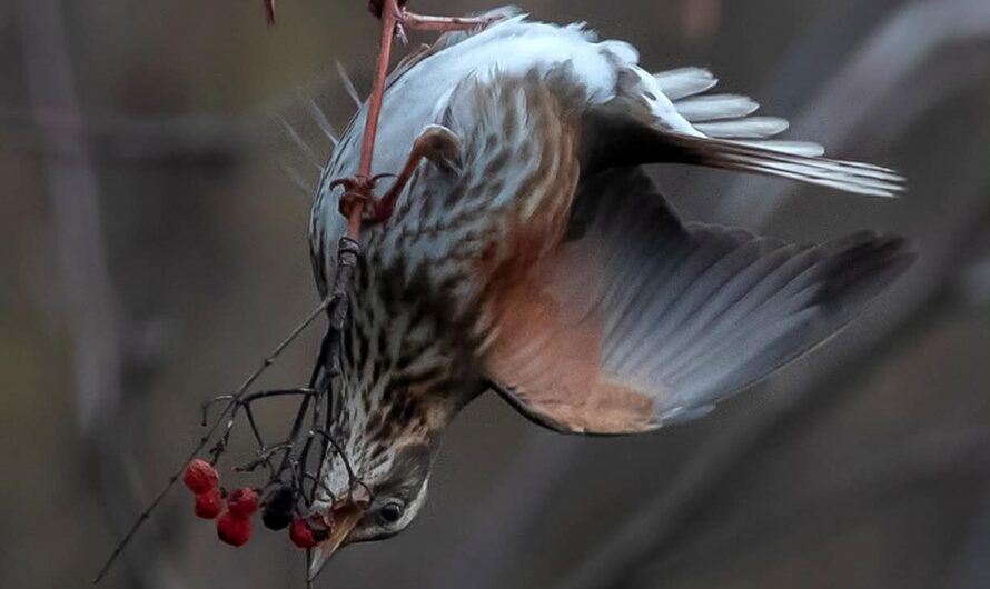 Mauvis, la visiteuse du Grand Nord