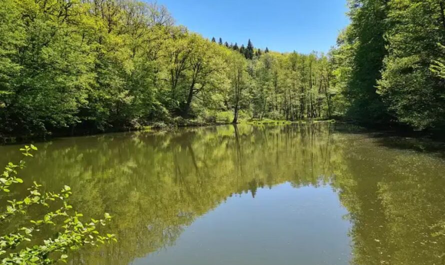 Etang du Chawion : et si on laissait faire ?
