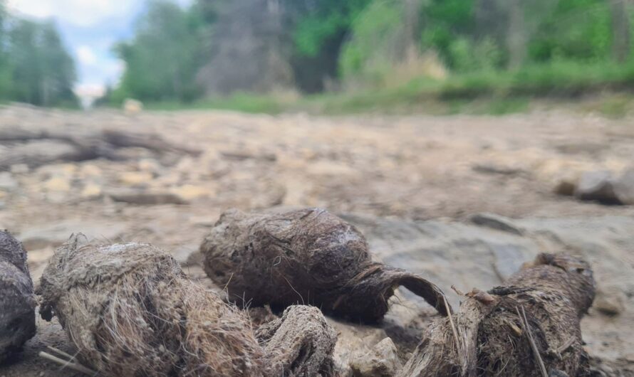 Certains cherchent la m…