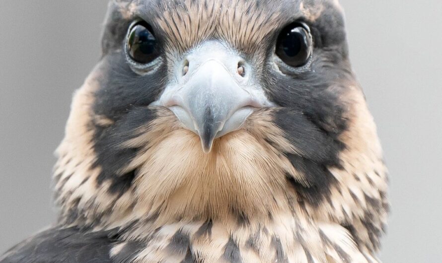 Falco peregrinus, ou le retour du Prince des Airs